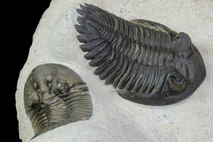 Excellent Scabriscutellum & Hollardops Trilobite Association #90707